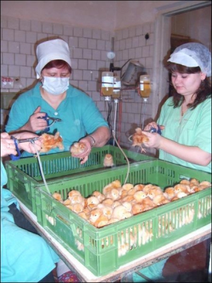 Работницы Полтавского инкубаторно-птицеводческого предприятия Александра Свистун (слева) и Ольга Дудник делают прививку от болезней только что вылупившимся цыплятам породы Ломан-Браун