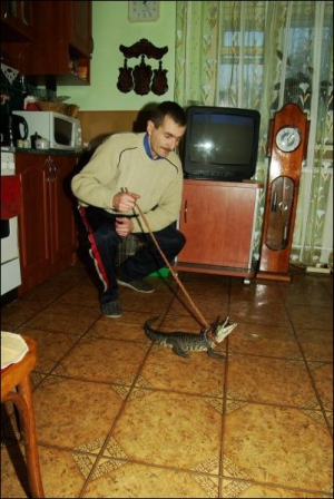 Андрей Яремчук дома с нильским крокодилом. Взрослые рептилии вырастают до 6 метров и нападают на антилоп, буйволов, носорогов и людей