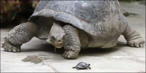 Установити стать малої черепахи можна буде за 15 років. Зазвичай галапагоси відкладають яйця, закопують їх у пісок і охороняють 130 днів. Якщо в ямці холодно і сиро, вилупиться самець, якщо тепло і задушно — самка