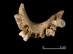 Этой челюсти 1,2 миллиона лет. Ученые считают, что она принадлежала женщине