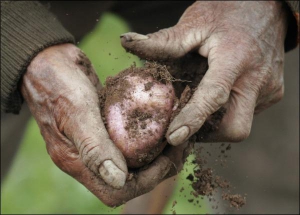 Фермер із перуанського селища Чинчерос вибирає картоплю 25 березня цього року. Перу вважають батьківщиною цієї рослини. Багато тамтешніх жителів вирощують картоплю, бо вона може рости на бідних ґрунтах, навіть на гірських схилах і дозріває за 50 днів