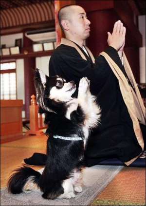 Пес породи чихуахуа за кілька днів навчився наслідувати рухи свого власника, монаха Дзьоі Йошикуні. Нині він хоче навчити тварину медитації