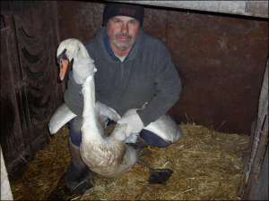 Житель Бабичивки Глобинского района Федор Кополовец держит лебедя, который появился на его дворе месяц тому назад. Птица научилась пить воду, откручивая кран клювом