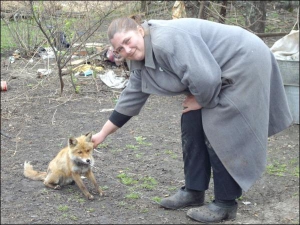 Жительница Устимивки Глобинского района Оксана Пасько гладит прирученного 11-месячного лиса Альфика. Животное научилось гавкать. Когда во двор заходят чужие люди, настораживается и убегает