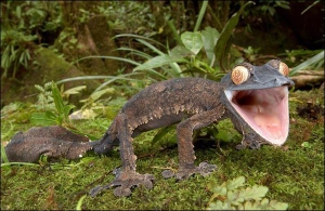 Листохвостий гекон належить до тварин, які живуть на острові Мадагаскар. Ящірка під загрозою вимирання через масову нелегальну торгівлю