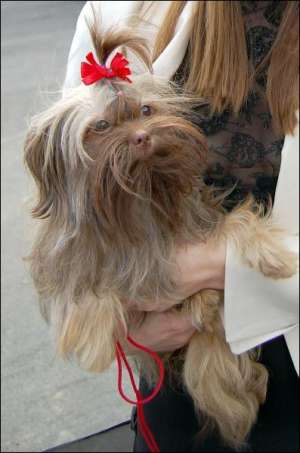 Ольга Сулимова имеет собаку породной группы украинский цветной той по кличке Капитошка