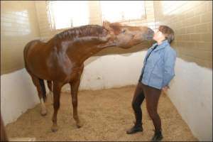 Владелица конного клуба ”Магнат” Наталия Попова кормит сахаром коня Сибирский Экспресс, который стоит 450 тысяч евро
