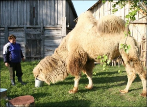 Верблюд Василь залишається на території краєзнавчого музею. Його годує все село