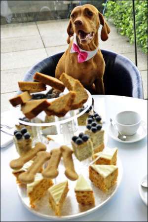 Собаку Рони породы венгерская висла угощают бисквитами