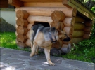 Для немецкой овчарки Ники хозяин дачи тоже построил летний домик
