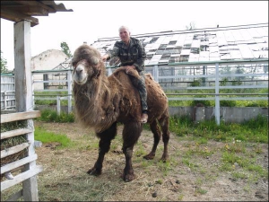 Работник зоопарка ”Виноблагролеса” Владимир Клепко катается на верблюде Кариме. Животное понимает, когда к нему обращаются, и выполняет указания. На посетителей не плюет