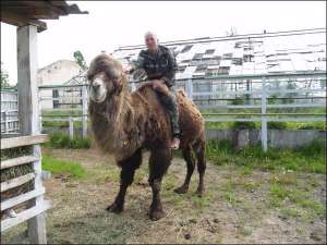 Работник зоопарка ”Виноблагролеса” Владимир Клепко катается на верблюде Кариме. Животное понимает, когда к нему обращаются, и выполняет указания. На посетителей не плюет