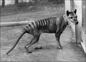 Последний сумчатый волк в зоопарке в Тасмании. Этот вид вымер 70 лет тому назад