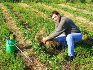 Сергій Пономаренко з Полтави на своєму городі показує мульчу — скошену траву. Нею обклав кущі картоплі. Мульча зберігає вологу й перебиває запах картоплі колорадському жуку. Кущі картоплі обприскує біологічним препаратом 