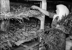 Працівнииця годує тутового шовкопряда в колгоспі імені Леніна Врадіївського району на Миколаївщині, 1958 рік