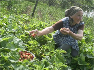 В Великой  Копани на Виноградовщине Закарпатской области Анна Явицкая собирает клубнику на собственном огороде