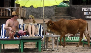 Корова зайшла на пляж ”Анжуна”, що на заході індійського штату Гоа. Тут туристи часто підгодовують тварин стиглими фруктами