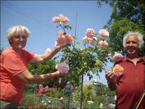 Станислав и Татьяна Мельники из города Глобино показывают вьющееся розовое дерево шнеевальзер. Оно может вырасти до 3 метров высоты. Диаметр цветов достигает 20 сантиметров. Цветы супруги выращивает на продажу