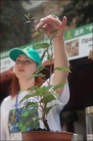 Во время выставки ”Агро-2008” Анжелина Сидлецкая из компании ”Рейлин” показывает побег женского растения актинидии аргуты, ее еще называют декоративным киви. Растение продают по 25 гривен