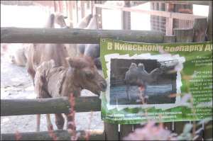 Верблюдицу Андромеду посетители Киевского зоопарка впервые увидели 21 июня