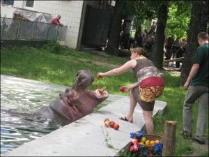 30 июня 2008 года. Самая старая жительница Киевского зоопарка бегемотиха Бреста принимает подарки ко дню рождения