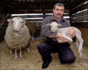 Для собственных потребностей фермер Александр Тищенко держит десяток овец в небольшом сарае около обственного дома в селе Островщина в Харьковской области. Выращивать скот невыгодно из-за дешевого импортного мяса, ввозимого в Украину. В настоящее время Ти