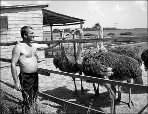 В’ячеслав Окульський — охоронець страусиної ферми у селі Яришівка Тиврівського району — годує страусів люцерною. Перед цим він її ріже на січкарні