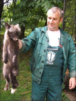 Завідувач сектора хижих звірів Рівненського зоопарку Петро Свиридон обережно тримає новонароджене лисеня за шкіру