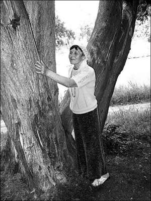 Екскурсовод Тростянецького дендропарку Зоя Мицик гладить кору гігантської туї. Індіанці робили з цього дерева каное