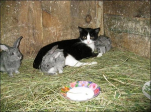 Кошка Мэри кормит крольчат молоком, облизывает их