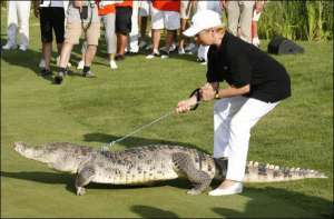 На церемонии закрытия турнира гольфа ”Эвиан Мастерс” живого крокодила держали на металлической цепи