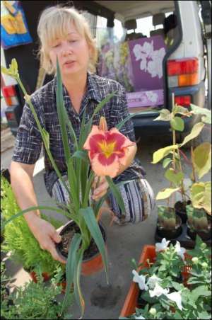 Ірина Коломійцева з фірми ”Дібора Фловер Гарден” продає білі й рожеві садові лілії в горщиках. Вирощує їх кілька років. Рослини швидко приживаються після пересадки й не потребують особливого догляду