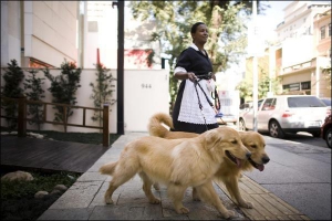 Покоївка вигулює собак у престижному районі бразильського міста Сан-Паулу. В країні збільшується прірва між бідними й багатими