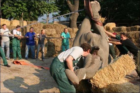 Перед операцією слонові ввели анастезію й за допомогою крана поклали. Це були два найважчих завдання, бо доводилося працювати з дикою, а не прирученою твариною. Через 1,5 години його так само за допомогою крана підняли
