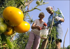 На Львівщині збирають жовті помідори. Із кущів сорту Любимий плоди зривають щодня, бо рослина добре плодоносить. Цьогоріч очікують гарний урожай помідорів