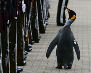 Королівський пінгвін Нільс Олаф оглядає стрій норвезької Королівської гвардії. Птах має звання полковника цієї частини