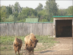 В вольере зоопарка ”Виноблагролеса” в Виннице новорожденный зубренок  прячется от жары в тень своих родителей. Пол животного еще не определили. Работники хотят назвать его Султаном