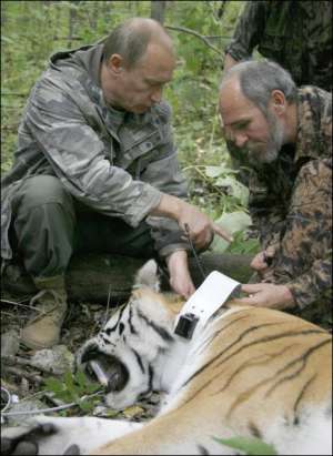 Премьер-министр России Владимир Путин надевает ошейник спутникового наблюдения на усыпленную им тигрицу
