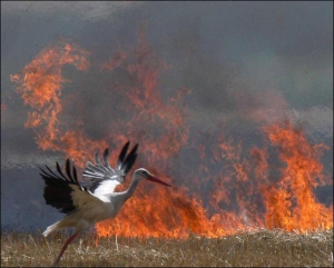 Лелека намагається врятуватися від вогню. Його запалили, щоб вигоріла стерня. Черкаська область, поле поблизу села Ладижинка Уманського району. 27 серпня 2008 року