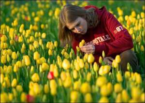Тюльпаны, высаженные в начале сентября, зацветут в конце апреля. Чтобы цветы распустились к 8 марта, цветочница Татьяна Смирнова из российского Красноярска выращивает их в теплицах