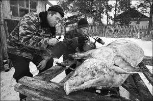 42-річний колгоспник Олег Зайцев та його 21-річний син Віктор обсмалюють кабана. Вони працюють на свинофермі села Горновка, що в Алтайському краї Росії. На фермі тримають 100 свиней. Свинарі отримують до 5 тисяч рублів, це 205 доларів