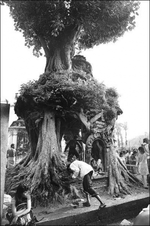 Люди молятся за души своих родителей в храме Махадева, который находится в дереве