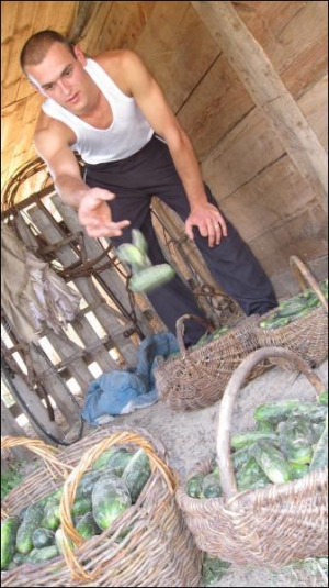Евгений Нетреба сортирует огурцы последнего урожая. Большие его семья заквасит в кадках для себя