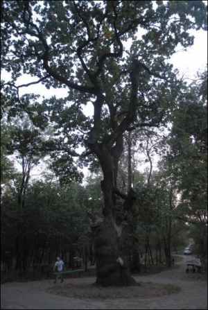 400-летний Казацкий дуб Тараса в мемориальном комплексе ”Дом на Приорке”, что на ул. Вышгородской. Ствол дерева исписан