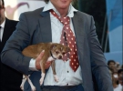 Голливудский актер Микки Рурк приехал на Венецианский кинофестиваль с собачкой Локи породы чихуахуа