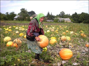 Жительница Путивльского района Сумщины между картофелем выращивает тыквы. Из лучших готовит кашу, а остальные скармливает скоту