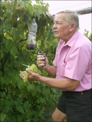 Іван Урста зриває перший цьогорічний врожай винограду на Малій горі поблизу села Великі Береги Берегівського району Закарпаття
