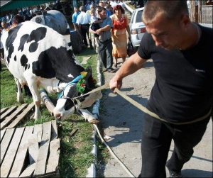 Мужчина ведет корову по окончании выставки ”Агро-Поділля-2008”. Хмельницкий, 6 сентября 2008 года