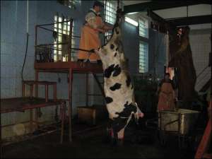 Торік на Берегівському м’ясокомбінаті щодня забивали щонайменше 15 корів 