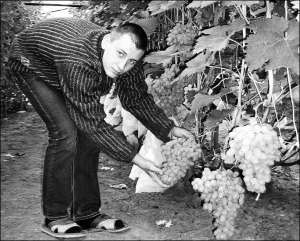 Андрій Прилепко з села Мачухи Полтавського району показує трикілограмове гроно білого винограду.  Чоловік із родиною вирощує  50 сортів винограду